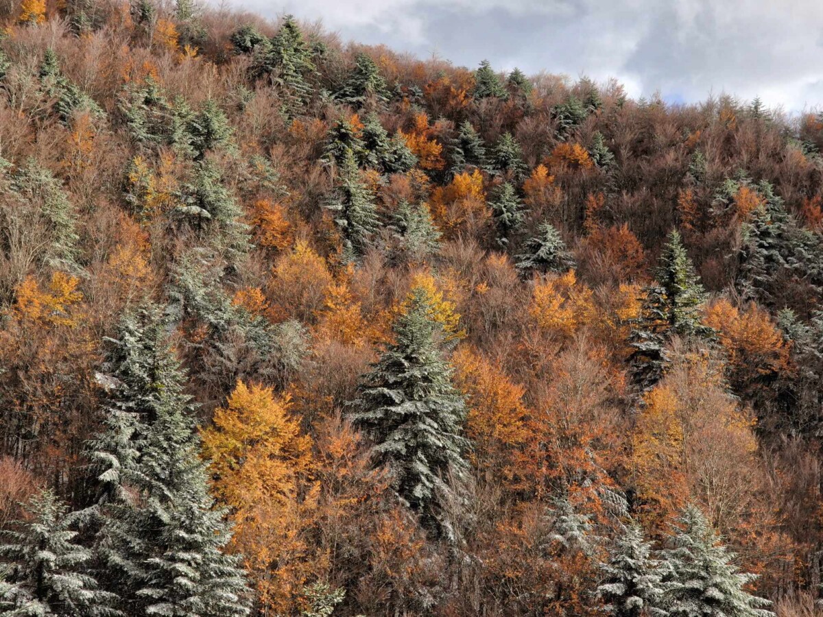 neve aspromonte