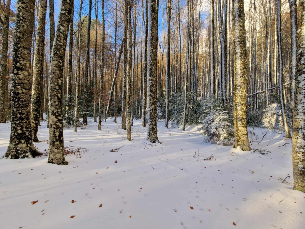 neve aspromonte