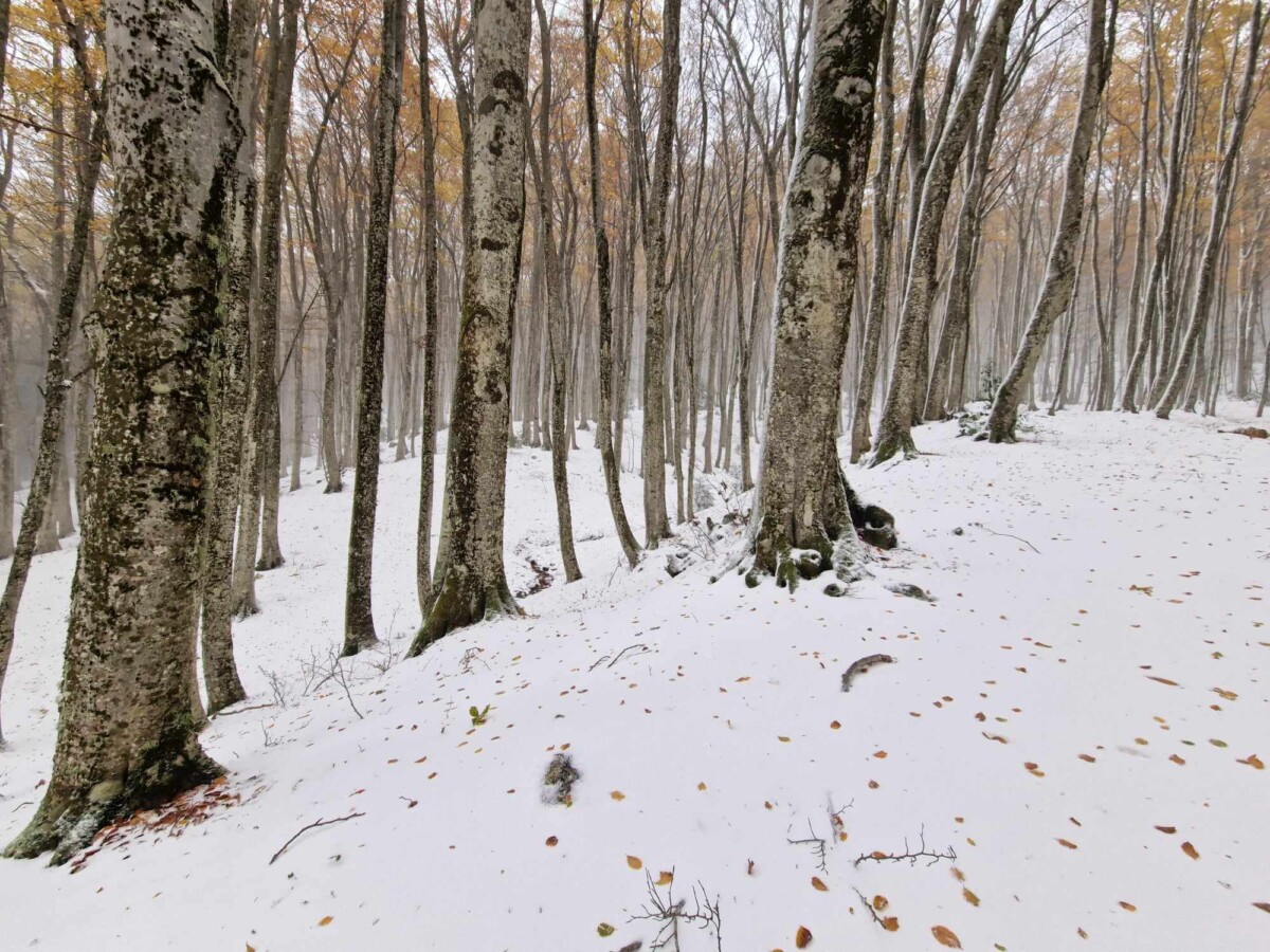 neve aspromonte