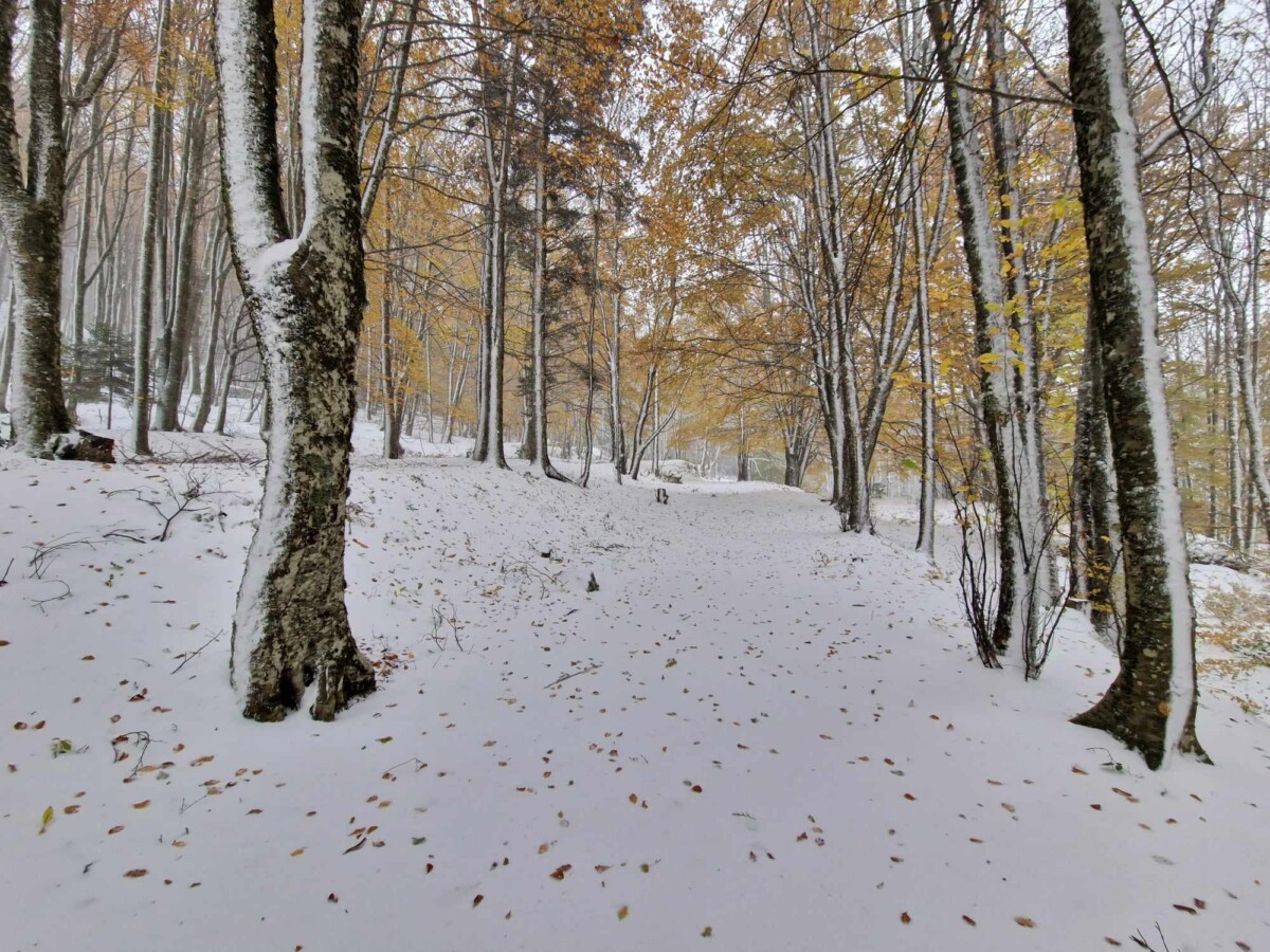 neve aspromonte