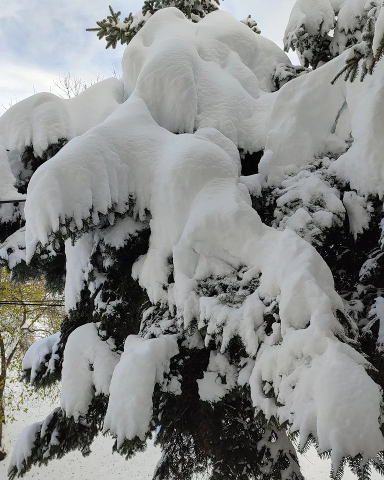 neve bulgaria