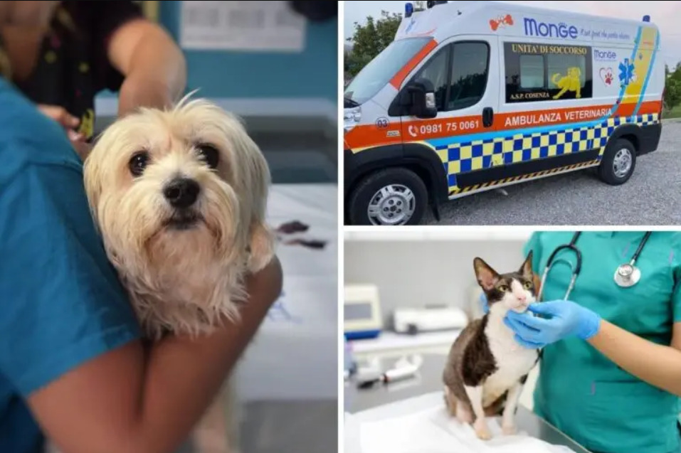 pronto soccorso veterinario cosenza