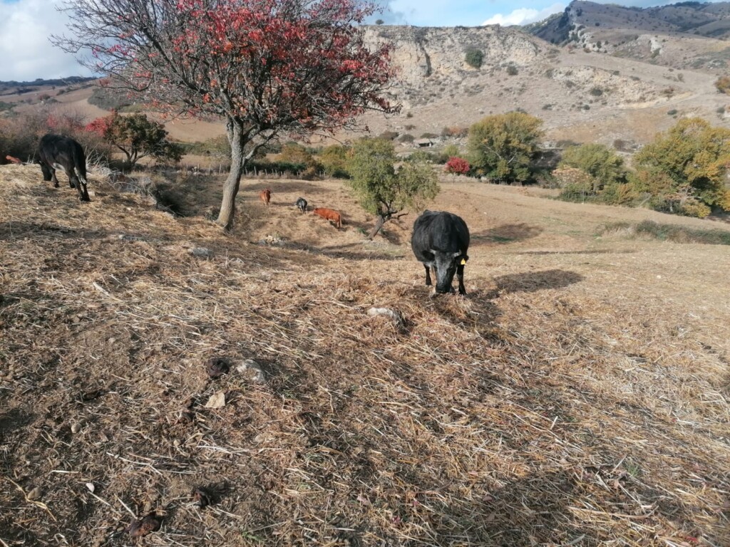 siccità sicilia