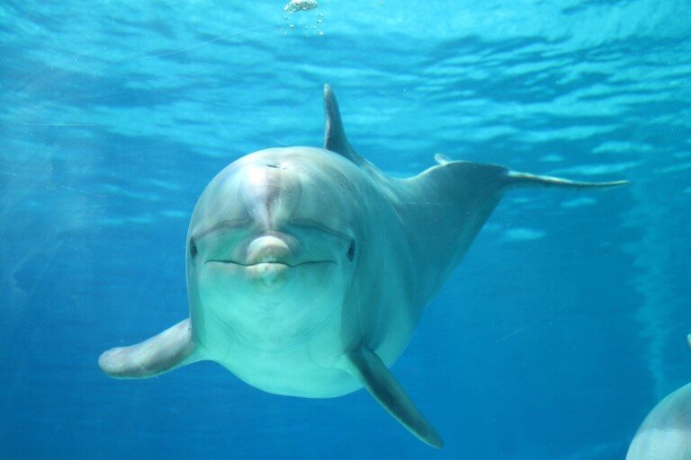 delfina pelè
