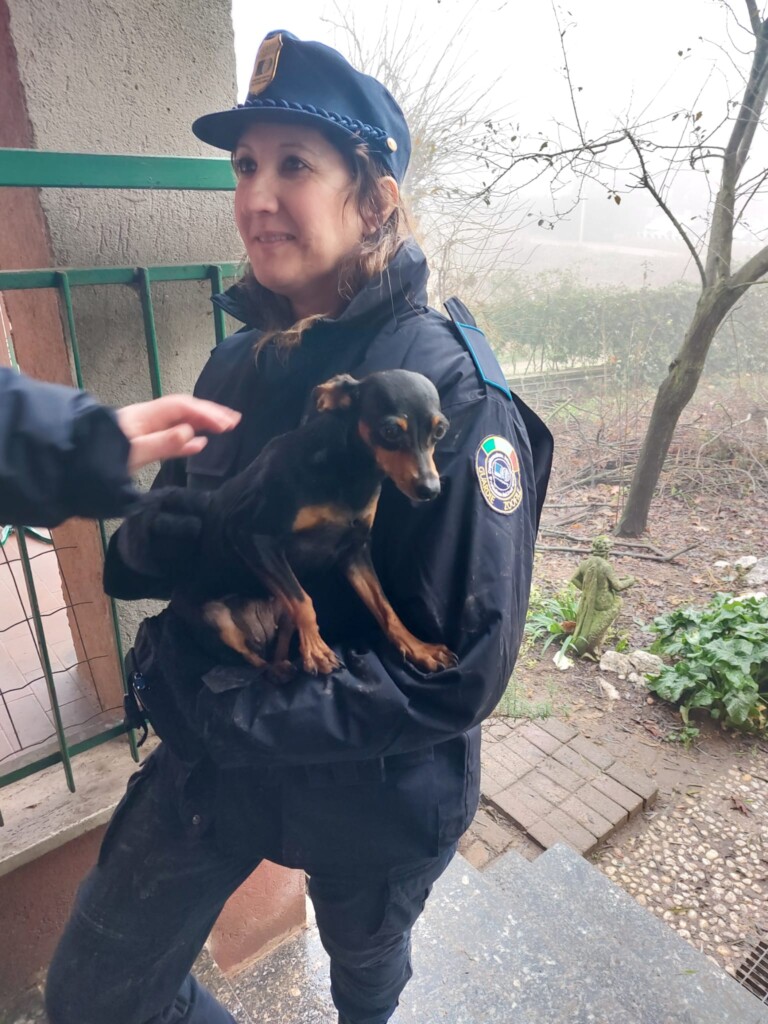 San Zenone (Milano): animali tenuti in pessime condizioni, il sequestro