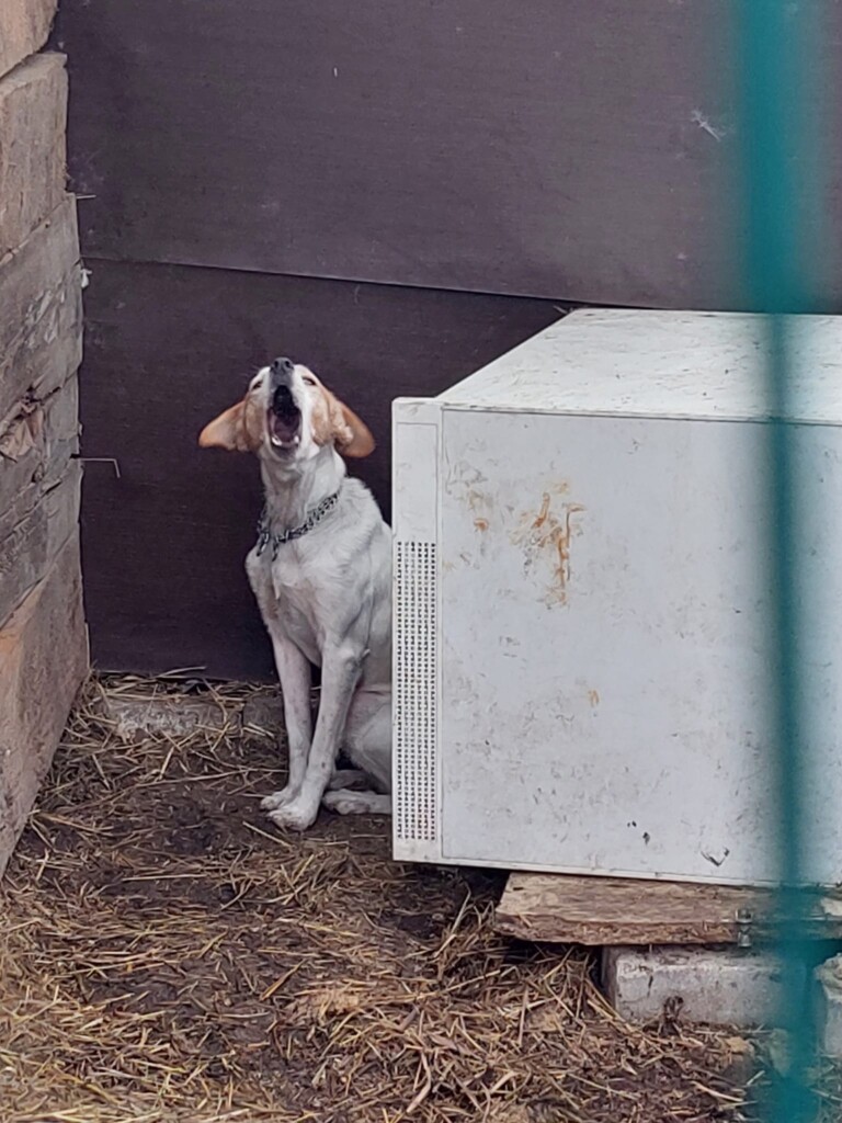 San Zenone (Milano): animali tenuti in pessime condizioni, il sequestro