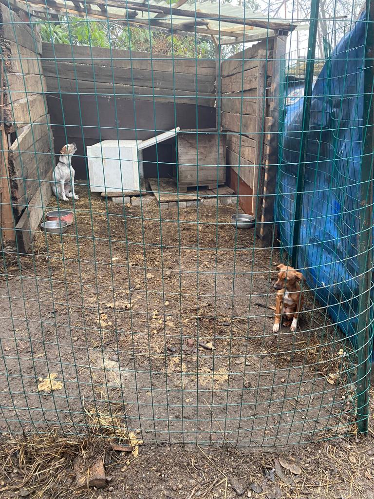 San Zenone (Milano): animali tenuti in pessime condizioni, il sequestro