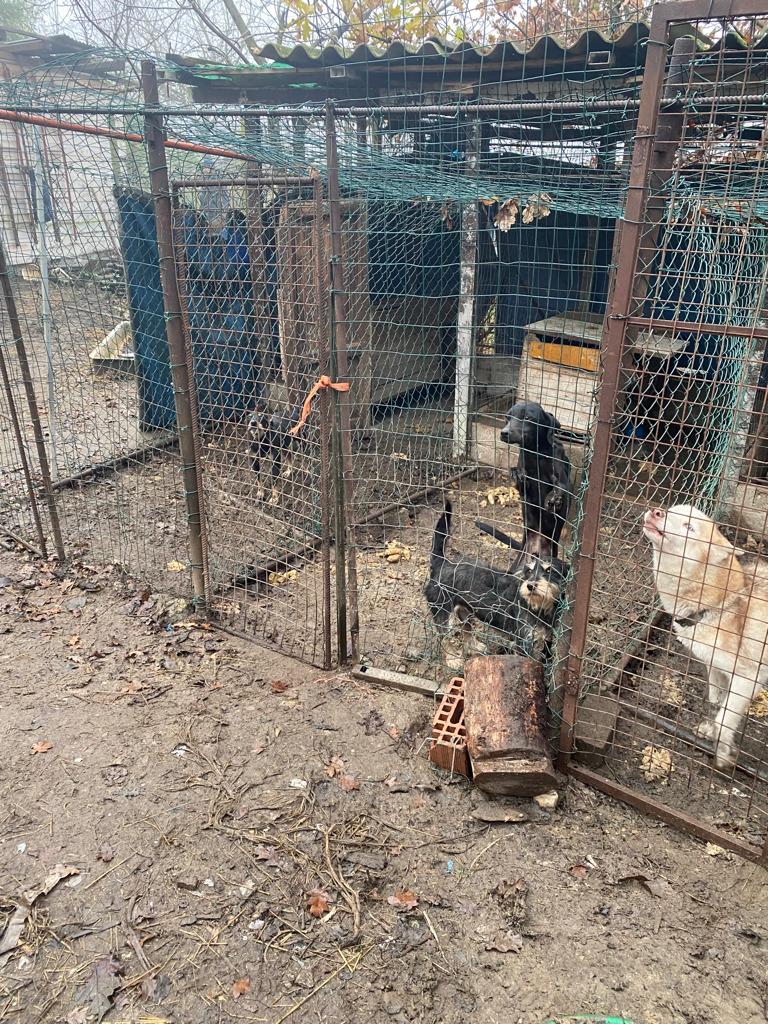 San Zenone (Milano): animali tenuti in pessime condizioni, il sequestro