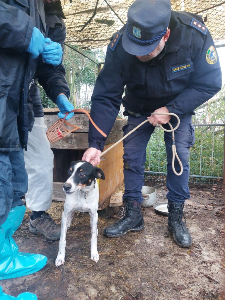 San Zenone (Milano): animali tenuti in pessime condizioni, il sequestro