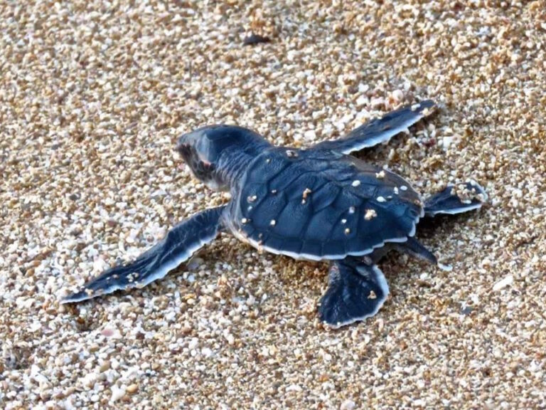 tartaruga verde Caretta Caretta