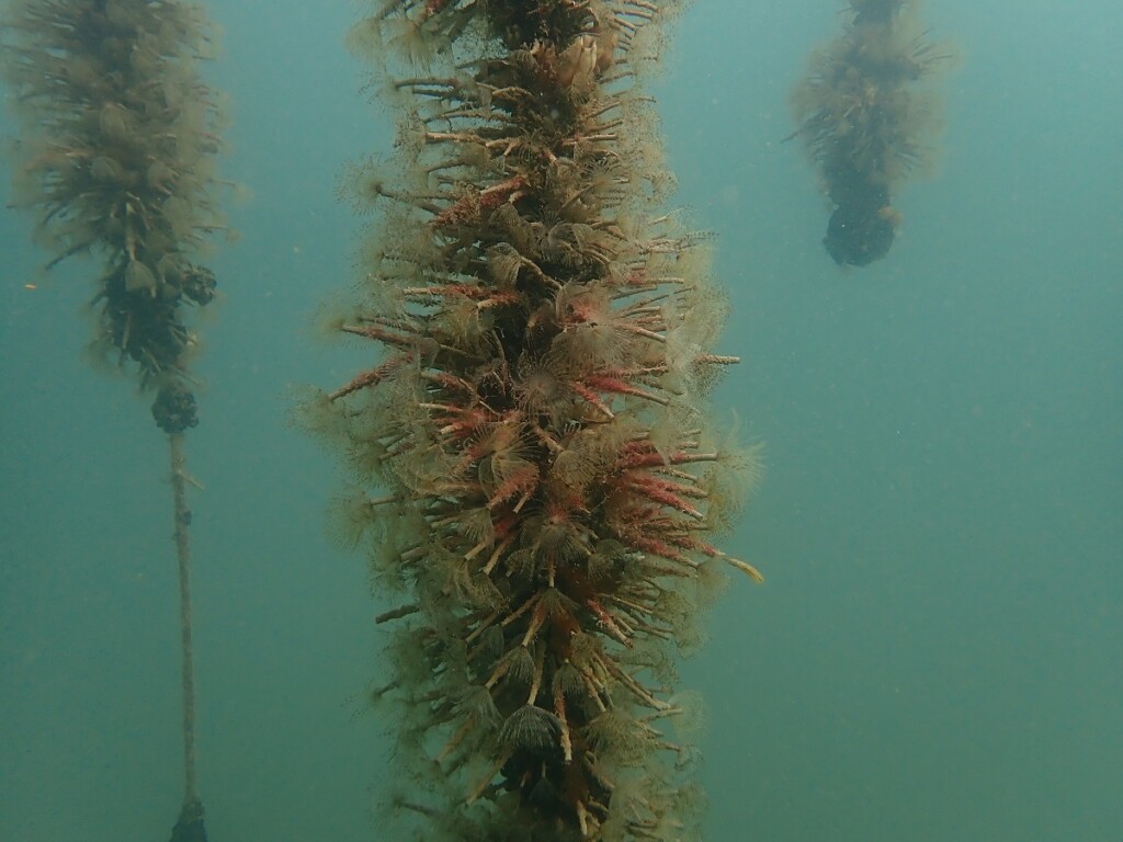 Microplastiche e nanoplastiche in mare