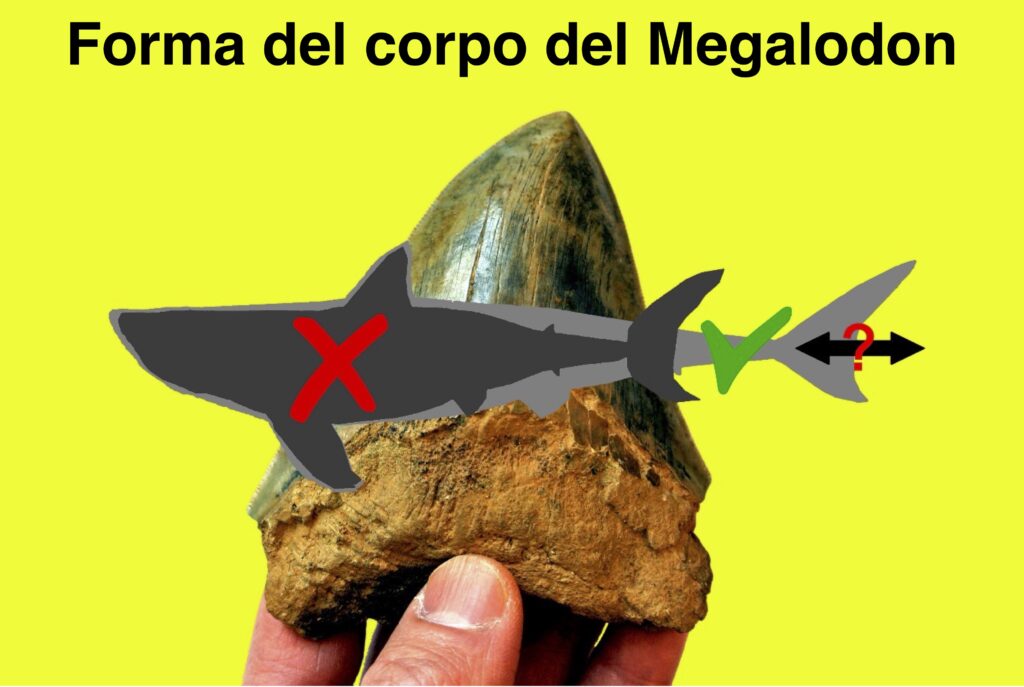 Megalodon