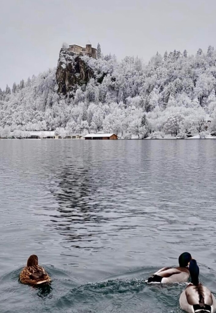 neve bled slovenia