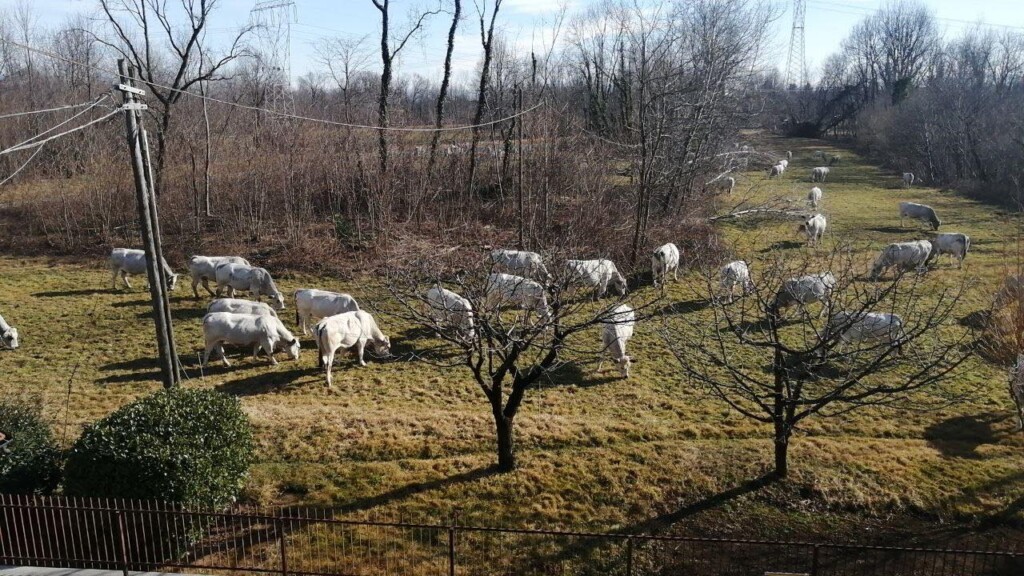 alpi piemontesi