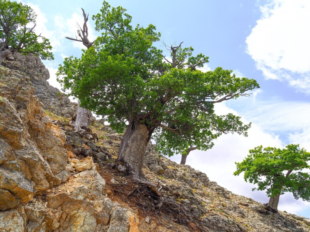 quercia demetra aspromonte