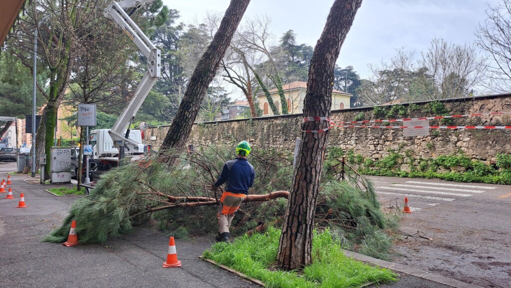 albero abbattuto verona