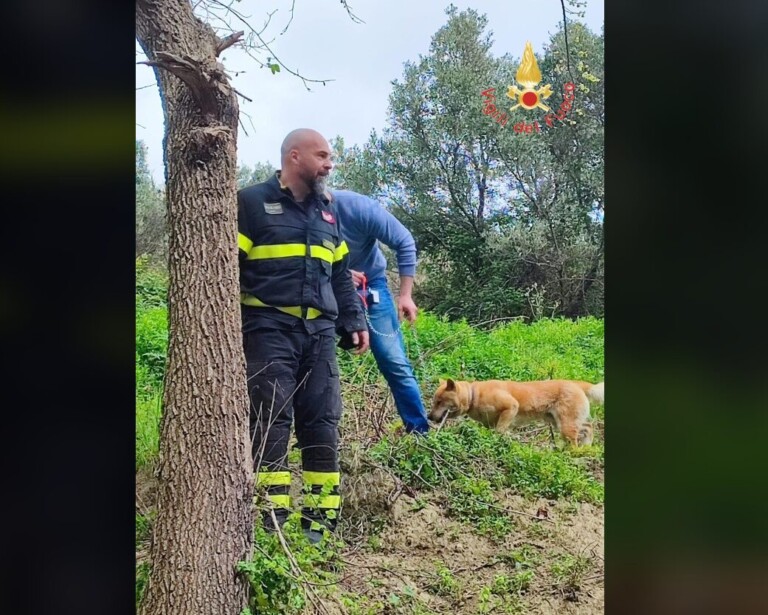 cane salvato vigili fuoco