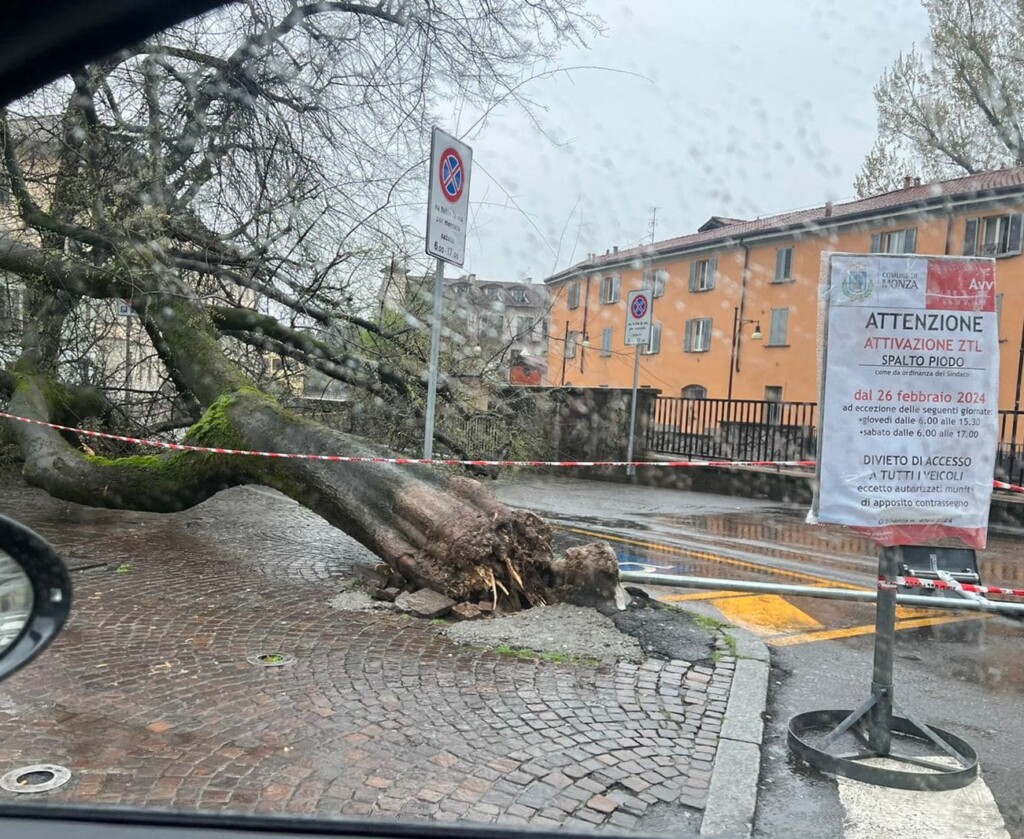 maltempo monza albero