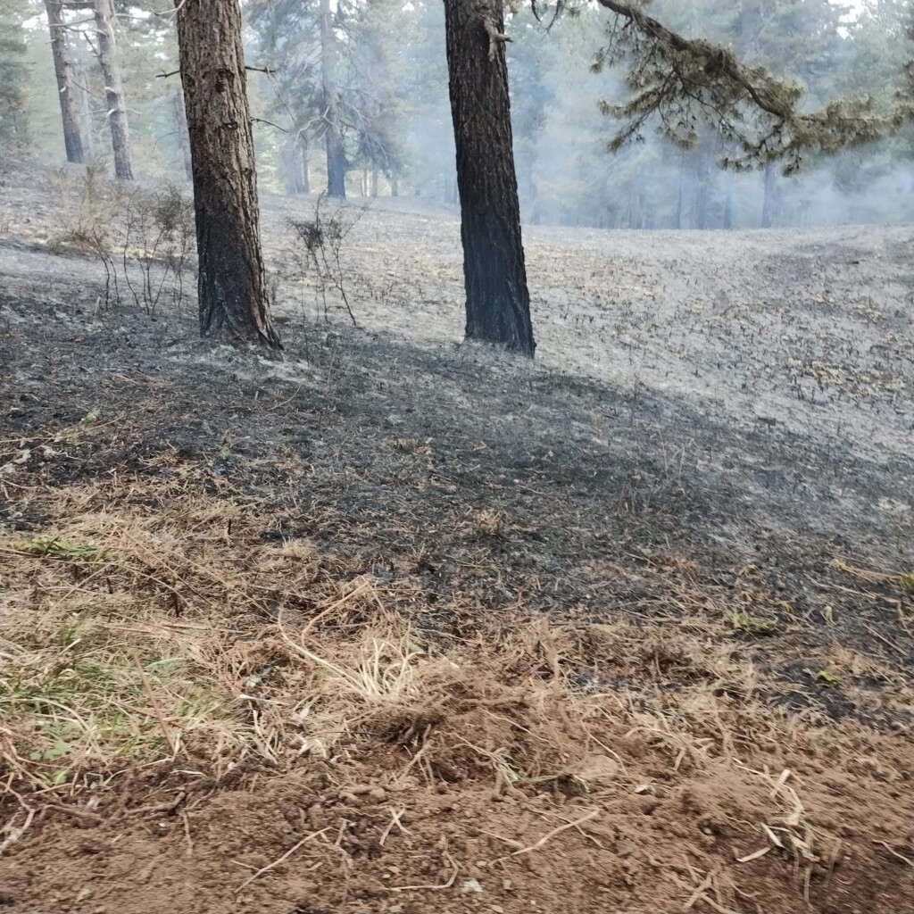 incendi calabria 14 aprile 2024