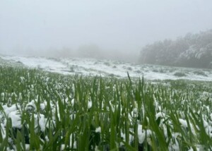 neve collina piacentina