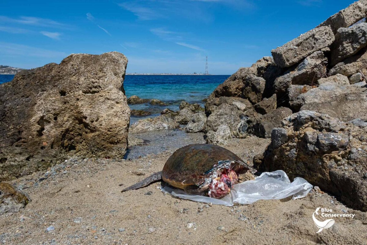 tartaruga morta stretto di messina