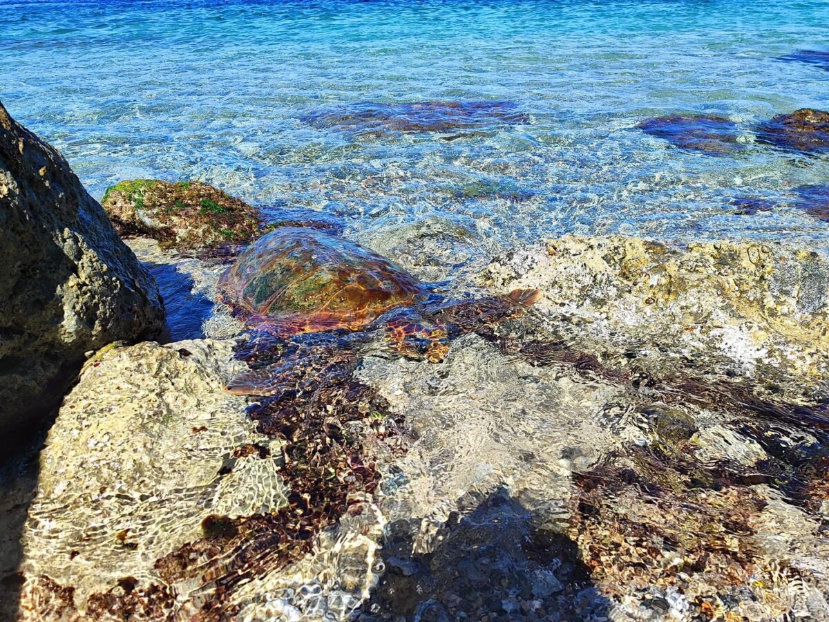 tartaruga morta stretto di messina