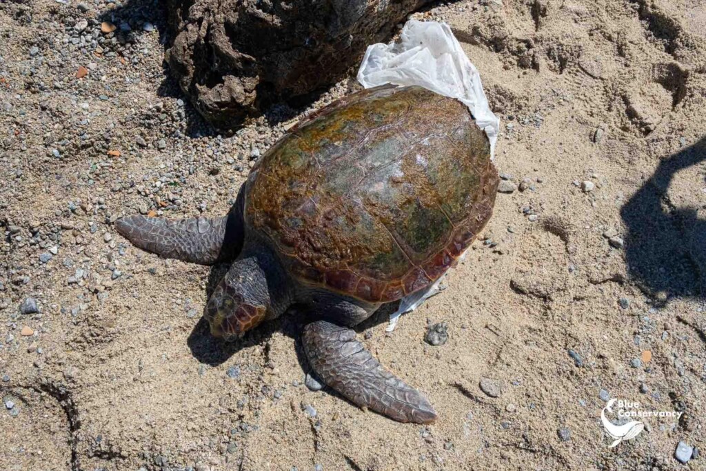 tartaruga morta stretto di messina