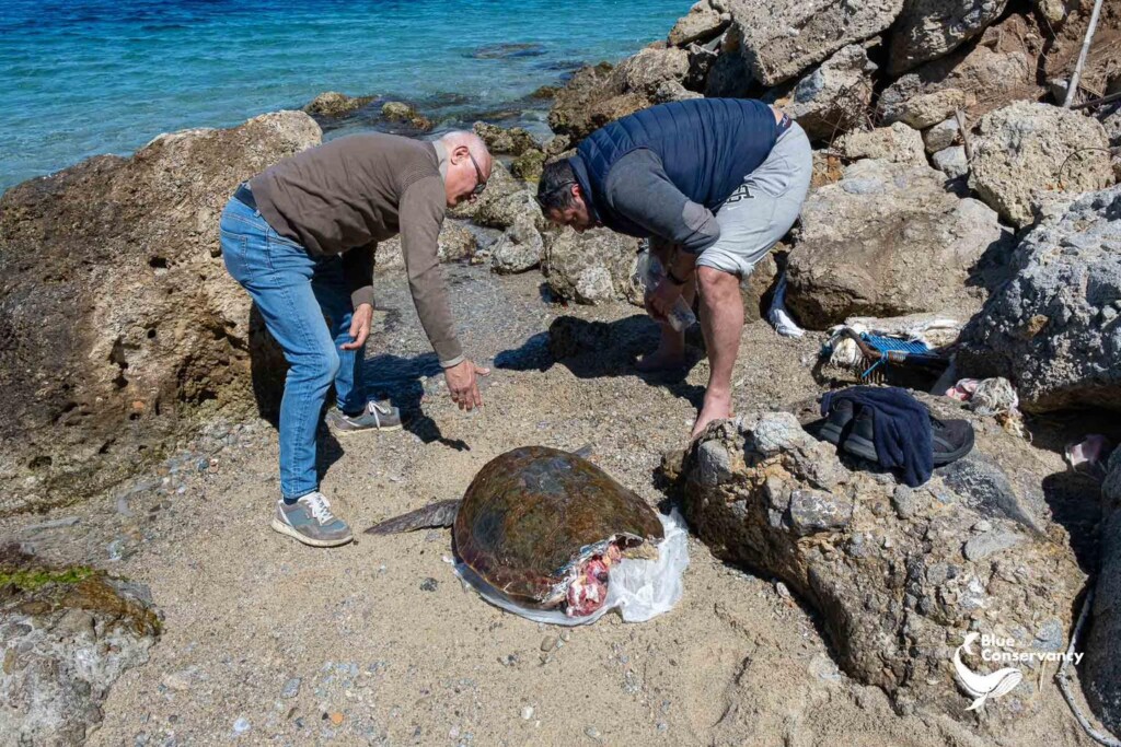 tartaruga morta stretto di messina