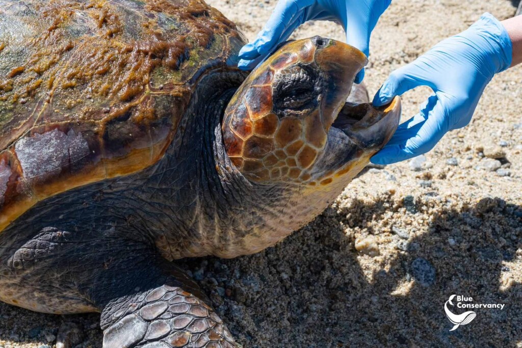 tartaruga morta stretto di messina