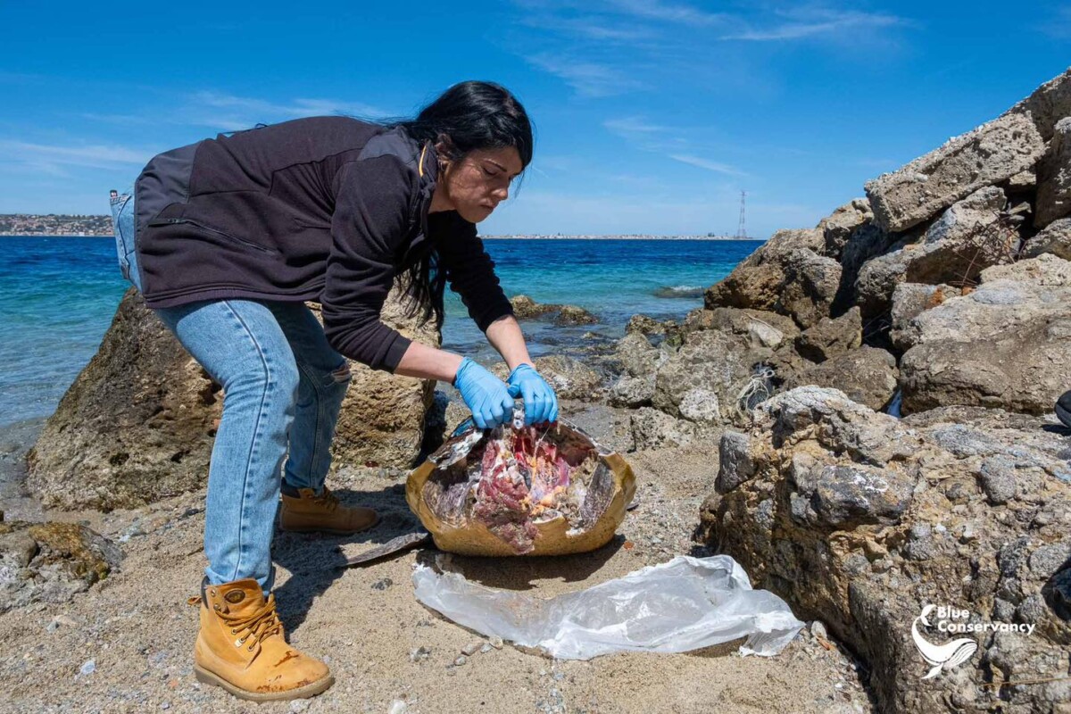 tartaruga morta stretto di messina