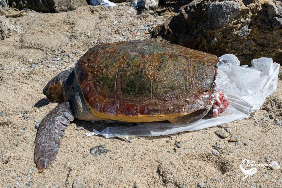 tartaruga morta stretto di messina