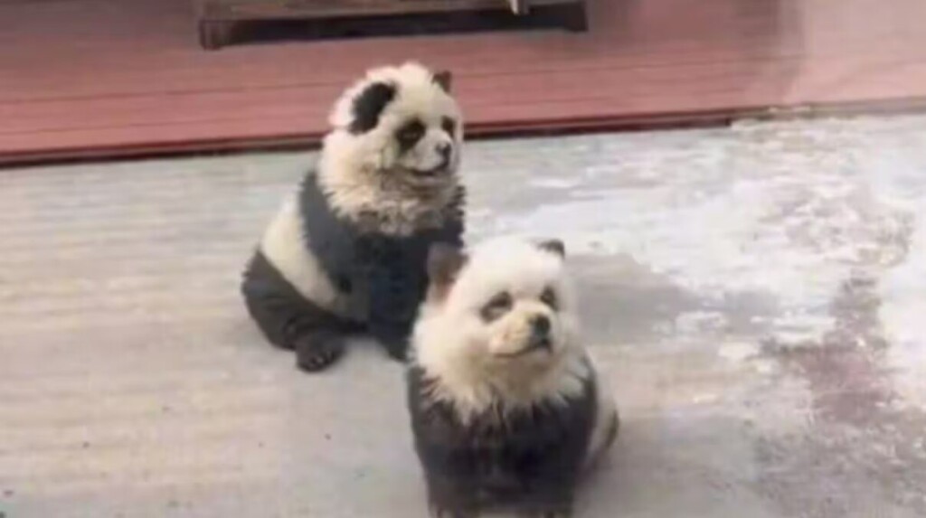 cani panda zoo cina