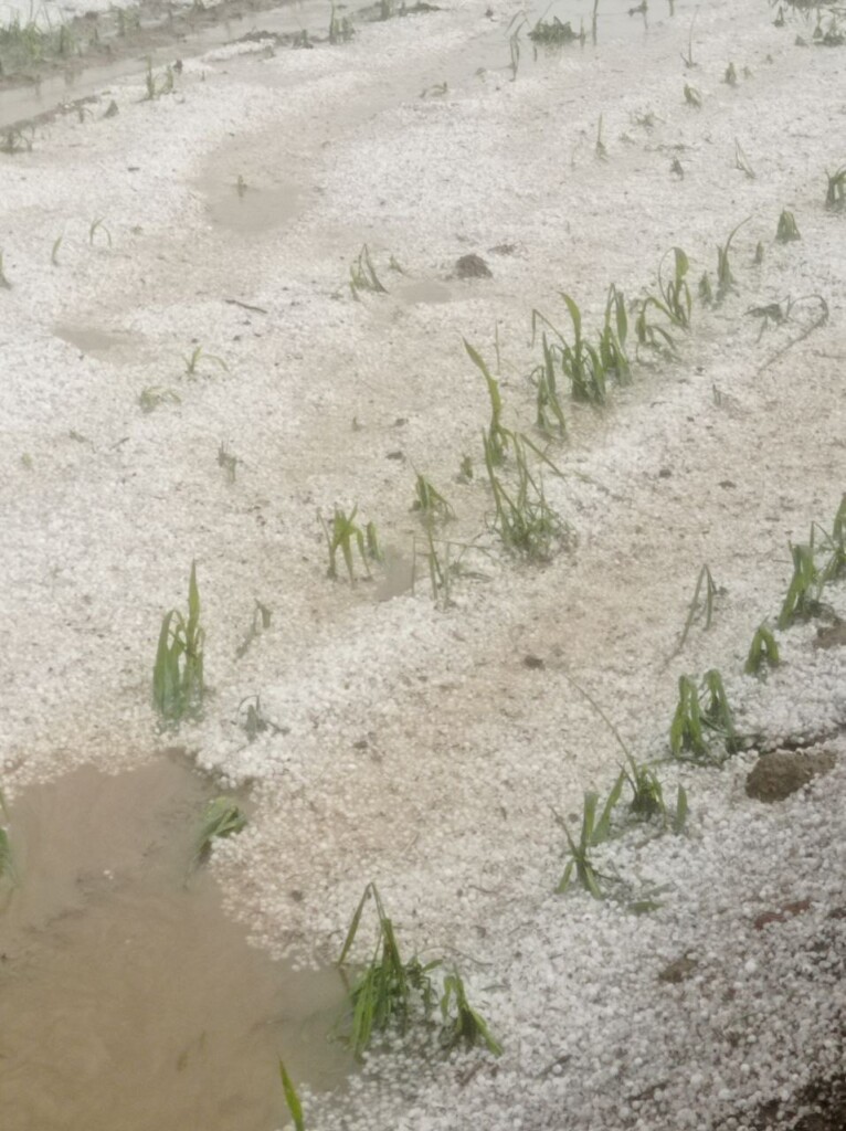 grandine agricoltura piemonte