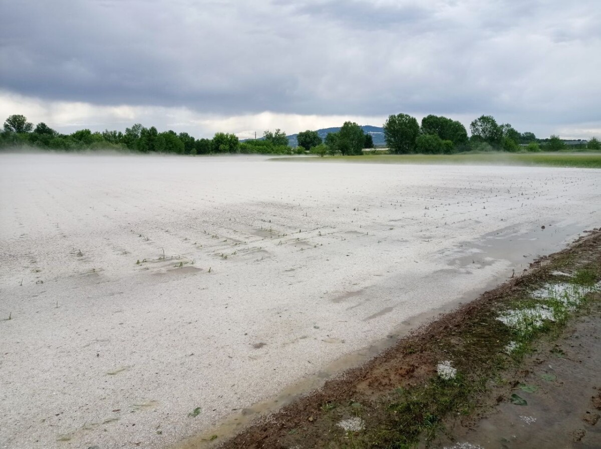 grandine agricoltura piemonte