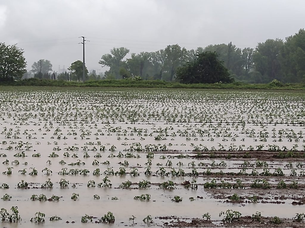 maltempo agricoltura campi