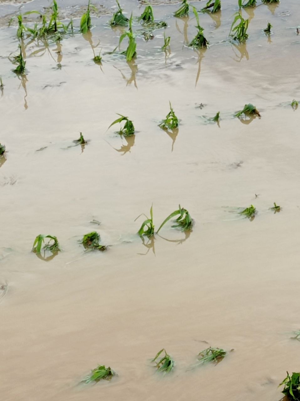 maltempo agricoltura piemonte