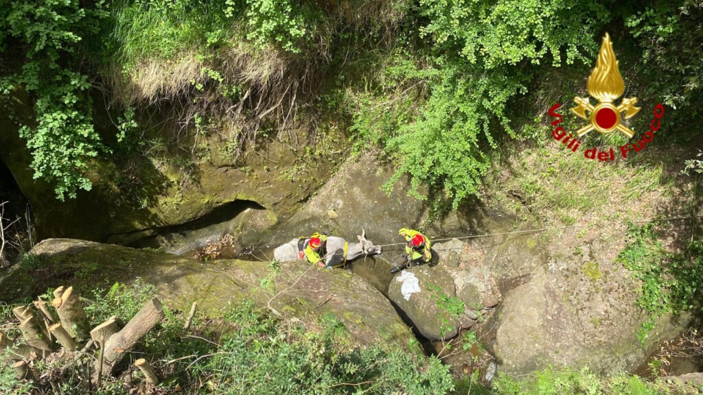 mucca dirupo calabria