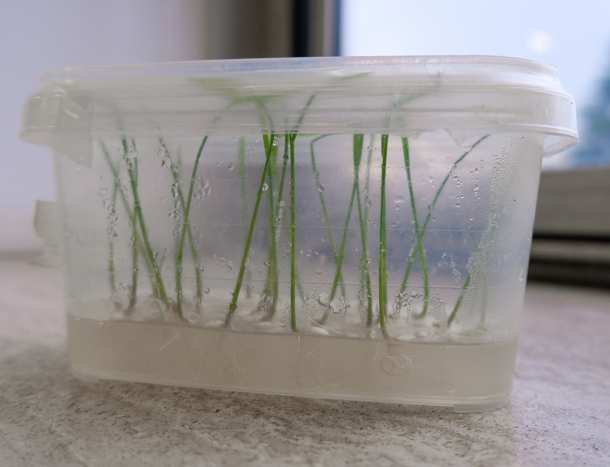 piante in vitro