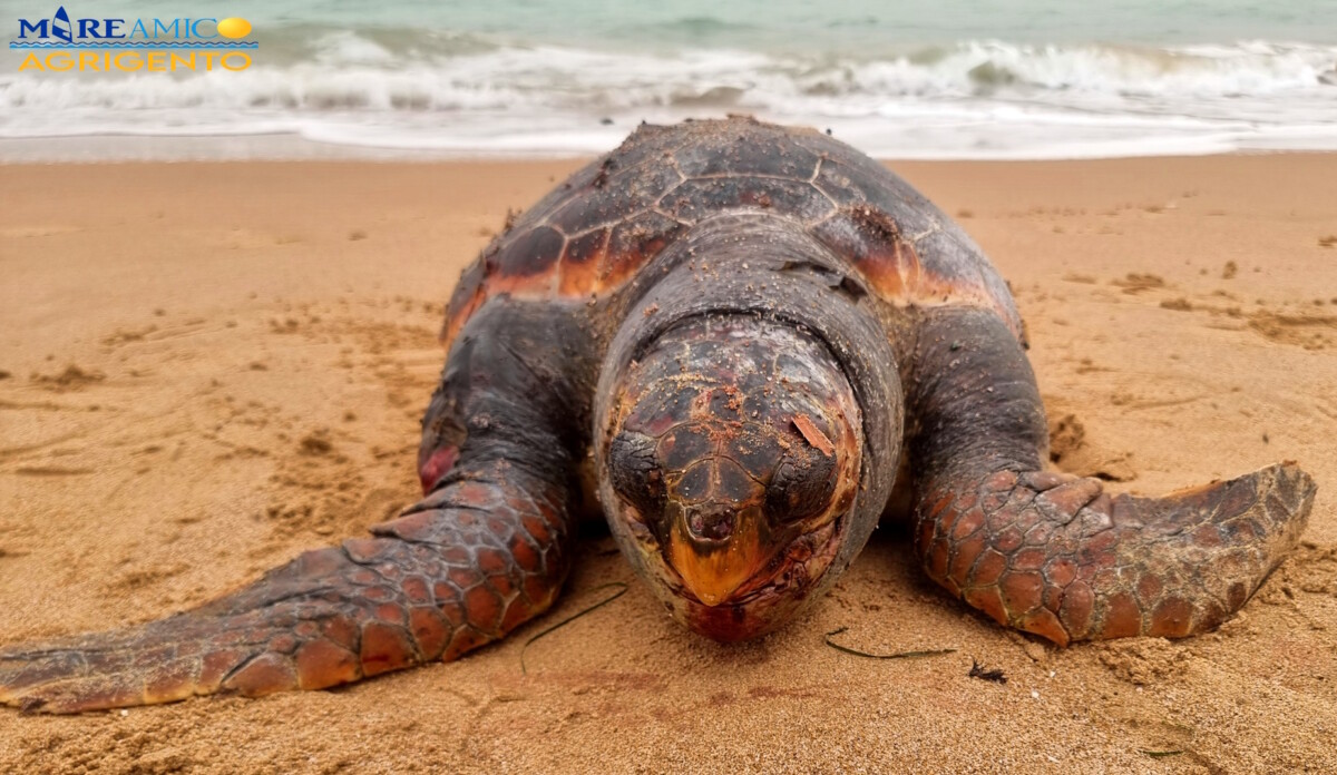 tartaruga caretta caretta san leone agrigento