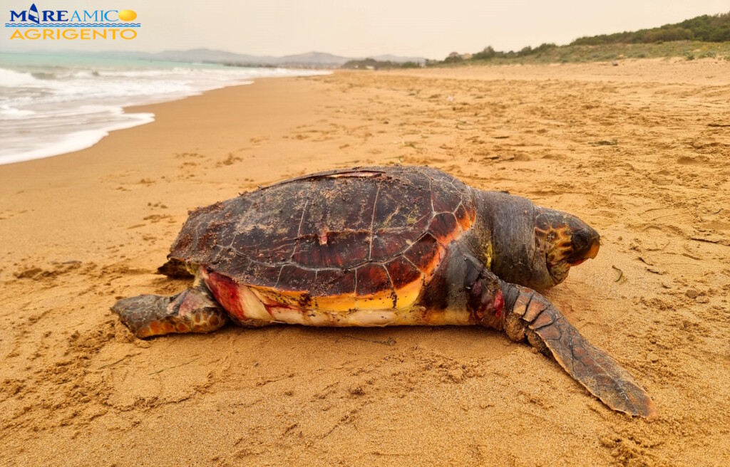 tartaruga caretta caretta san leone agrigento