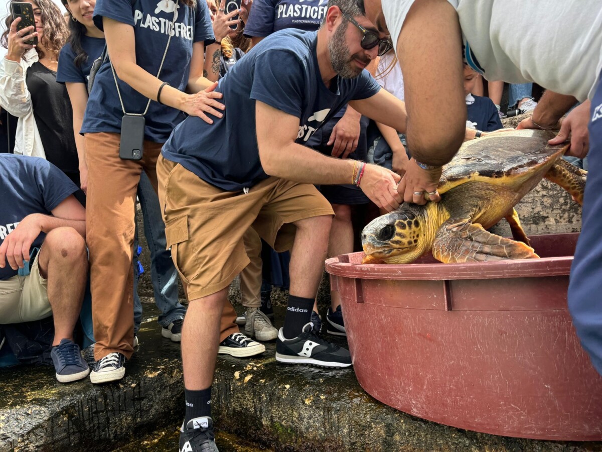 tartarughe caretta caretta castro