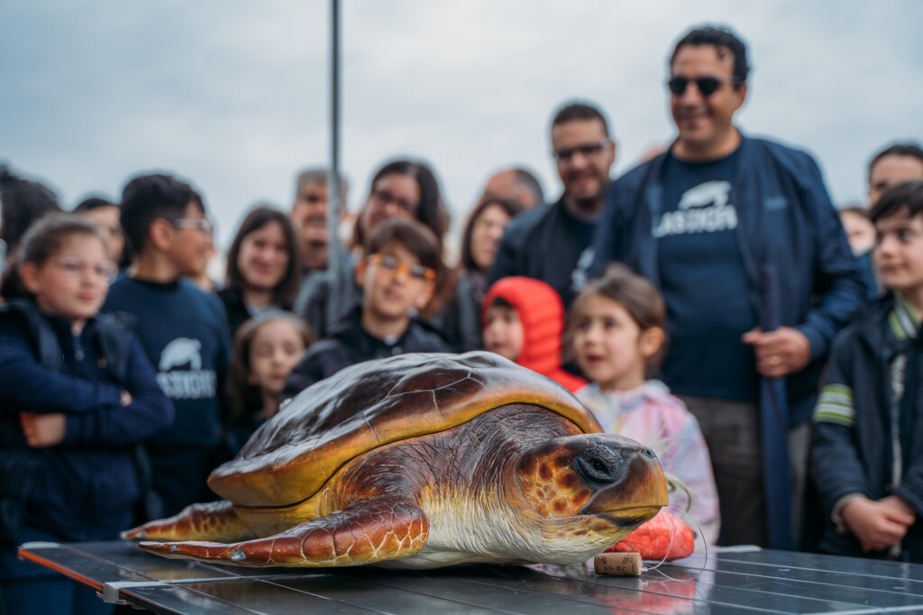 tartarughe caretta caretta castro