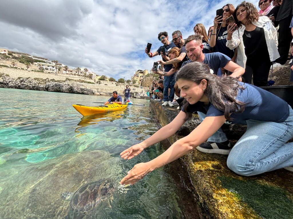 tartarughe caretta caretta castro