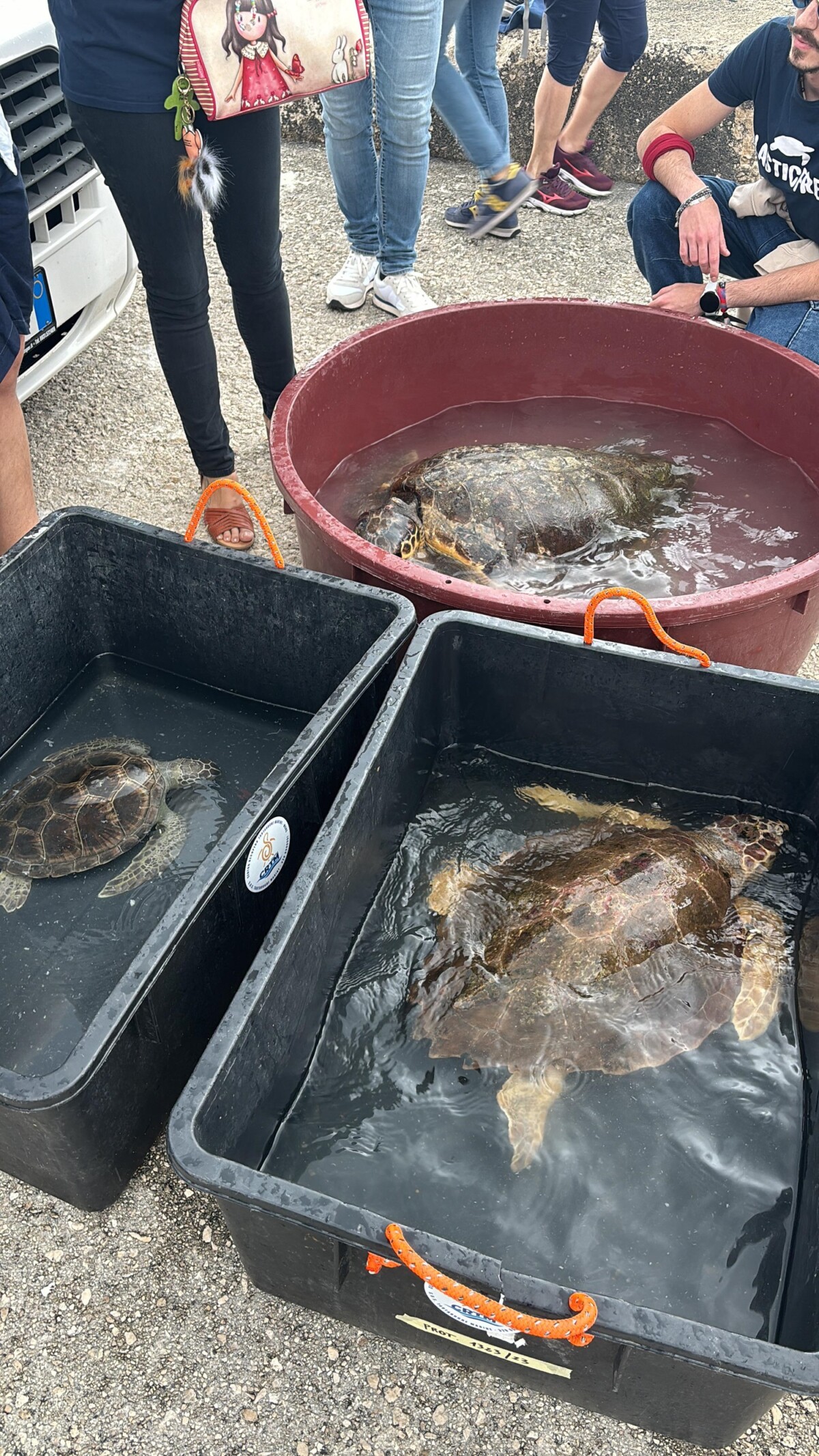 tartarughe caretta caretta castro