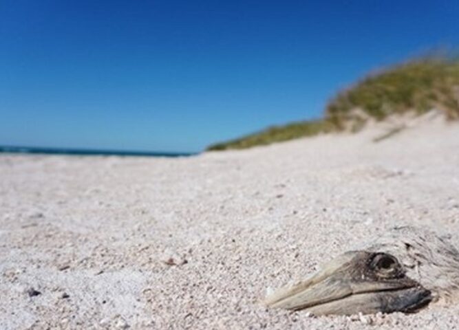 Immagine di resti di una sula deceduta per lo più sepolta sotto i sedimenti sull'Isola Bedout, Australia. Credit: Andrew Fidler and Tanya Mead