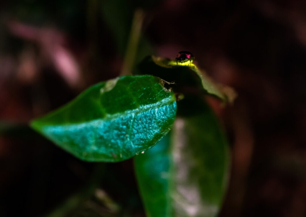 acqua inquinata lucciole