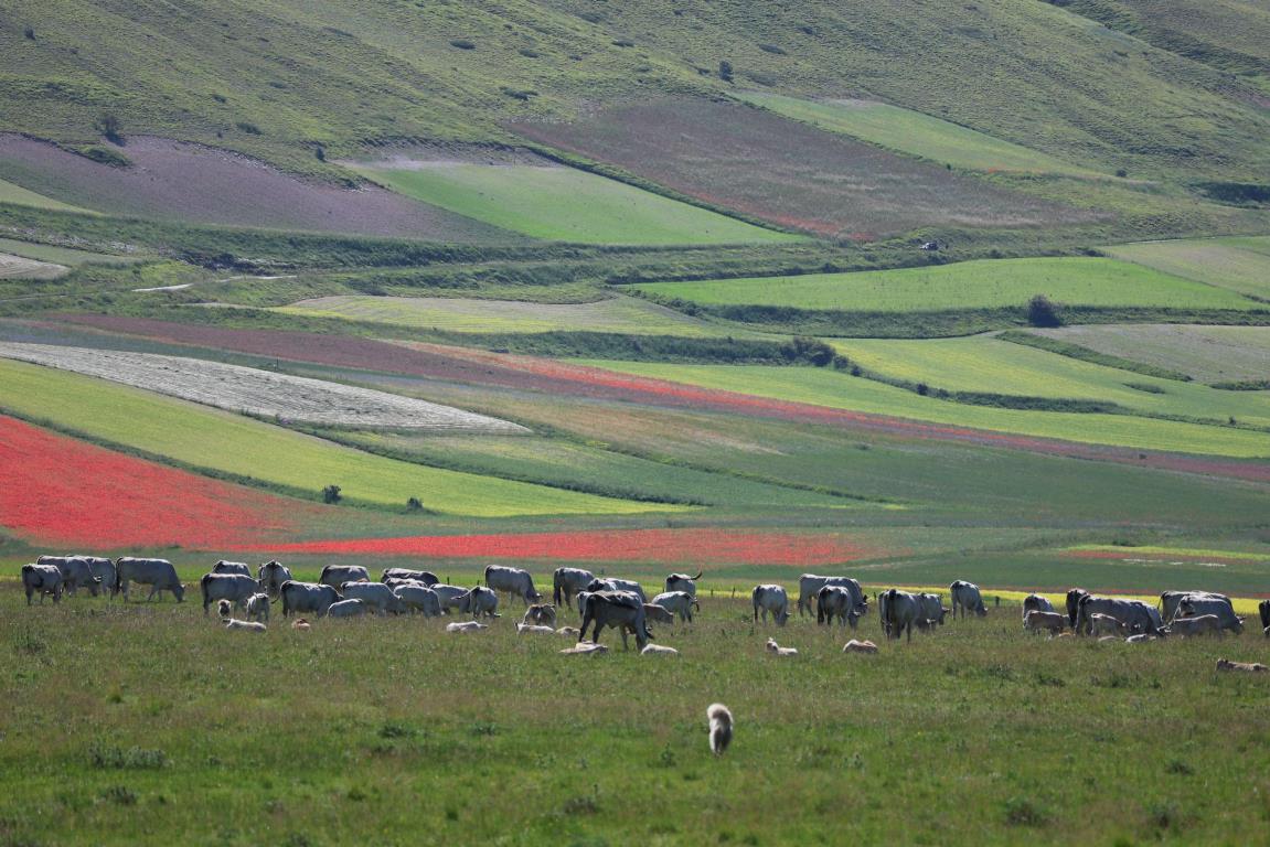 Fioritura di Castelluccio di Norcia