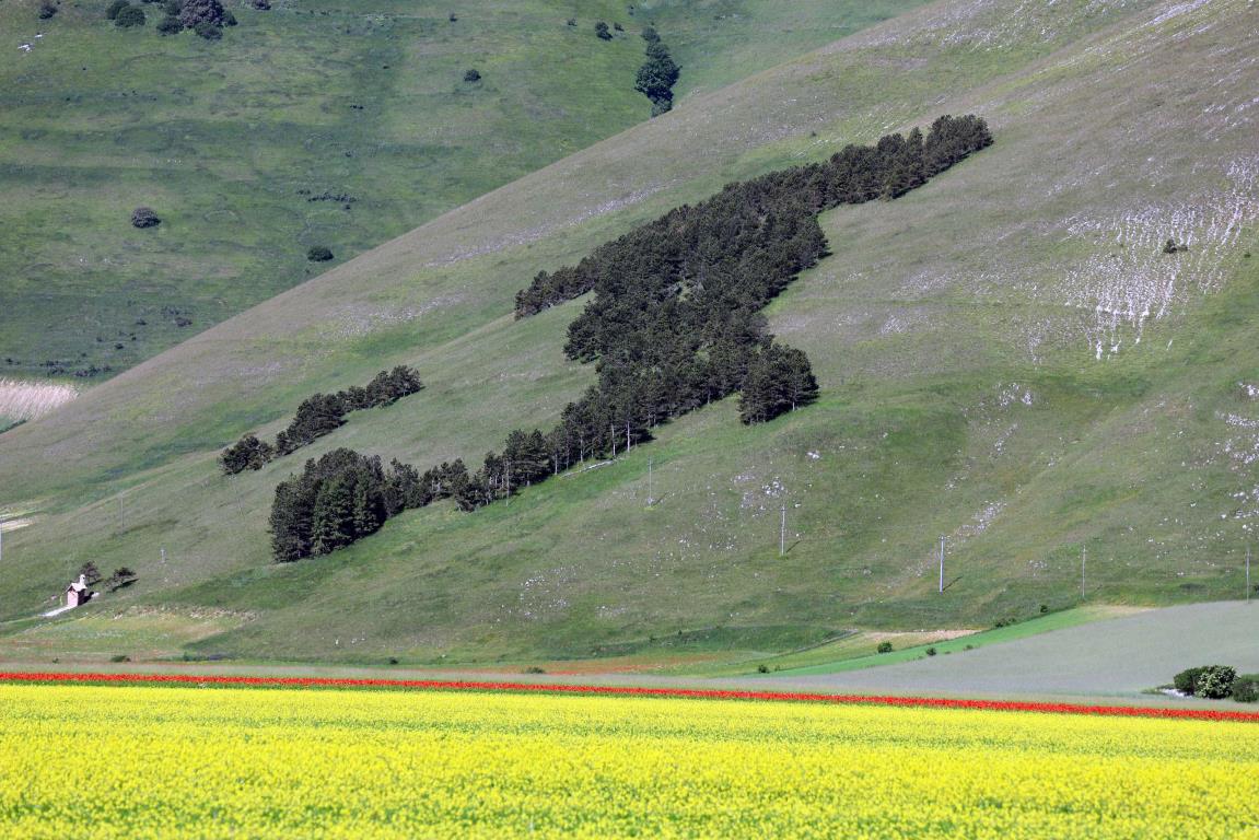 Fioritura di Castelluccio di Norcia