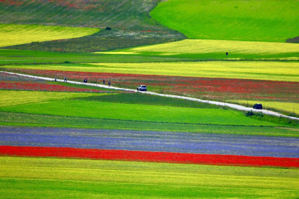 Fioritura di Castelluccio di Norcia