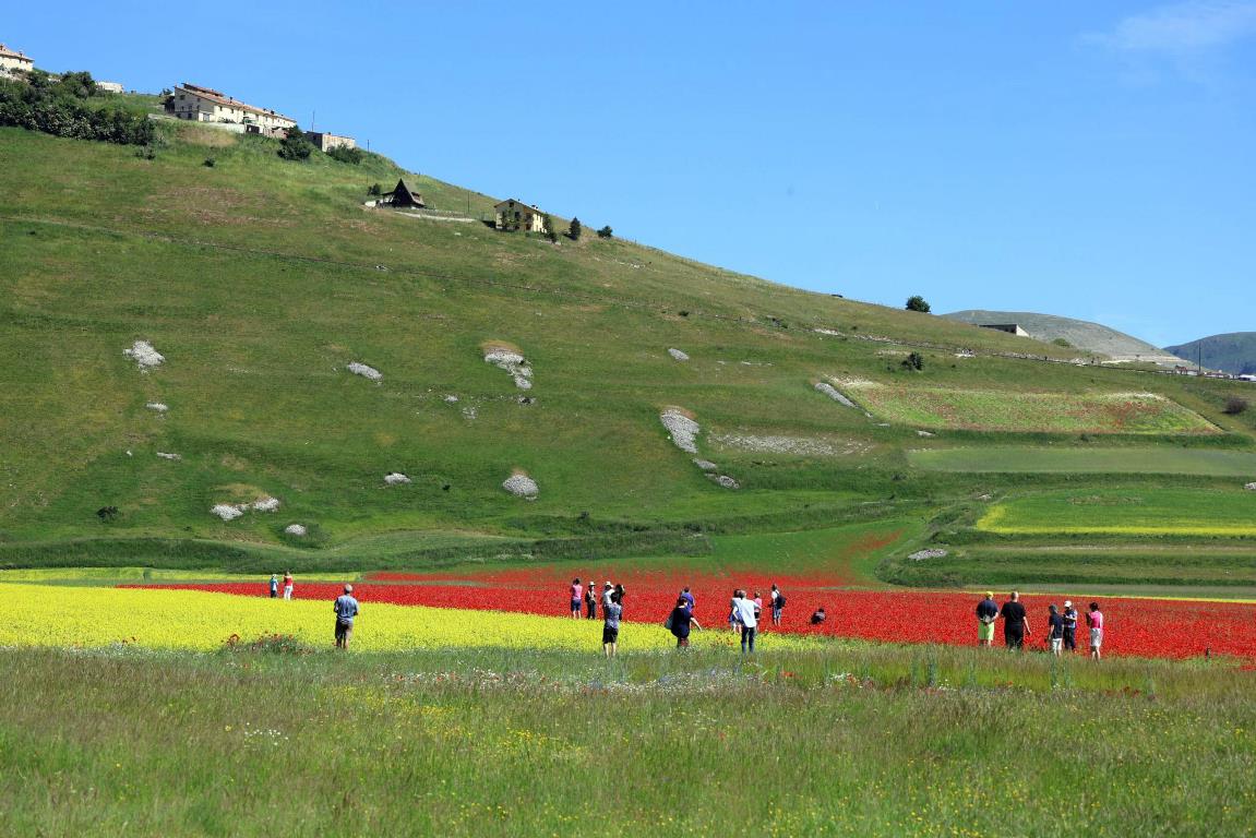 Fioritura di Castelluccio di Norcia